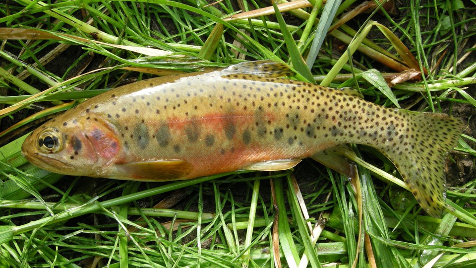 Trophy Cutthroat Trout