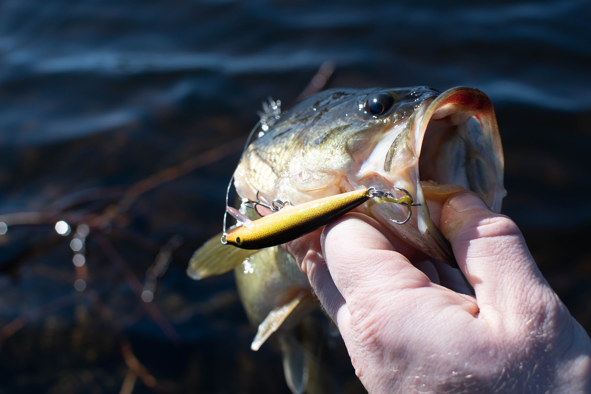 Large & Small Mouth Bass