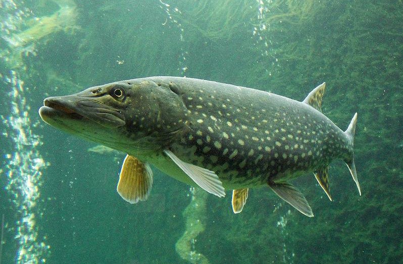 Northern Pike
