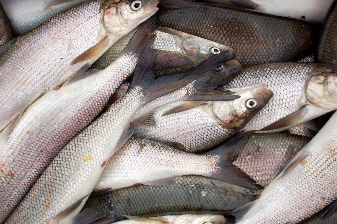 Lake Superior Whitefish